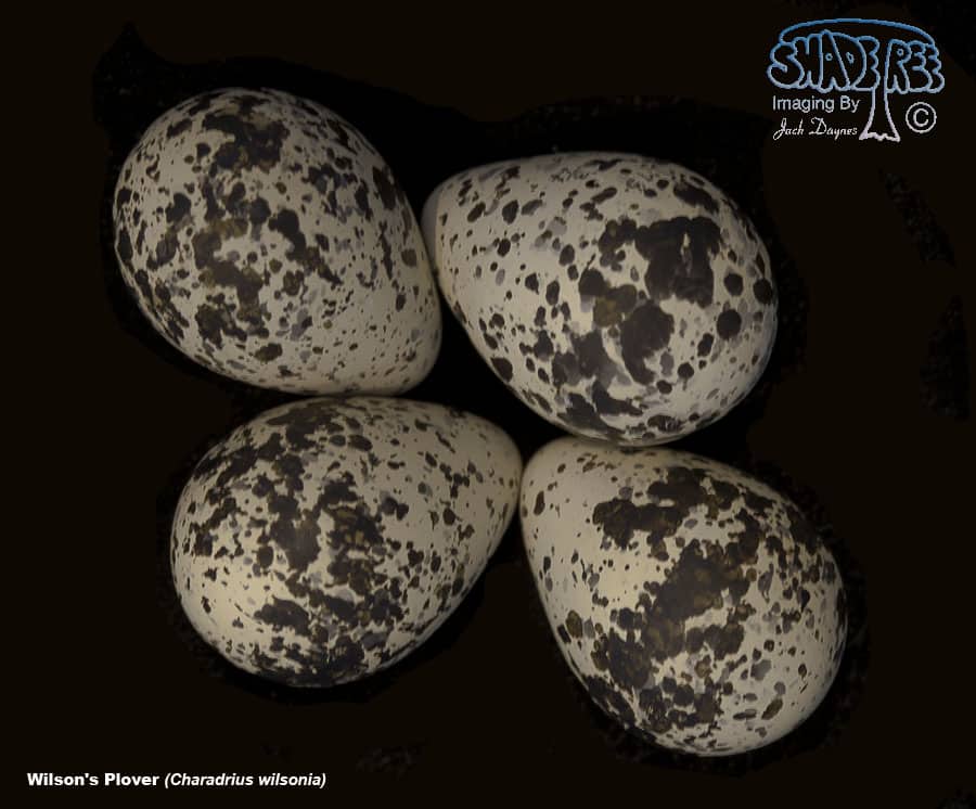 Wilson's Plover - Charadrius wilsonia