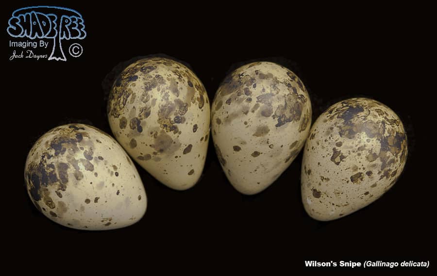 Wilson's Snipe - Gallinago delicata