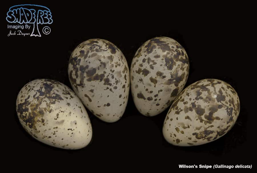 Wilson's Snipe - Gallinago delicata