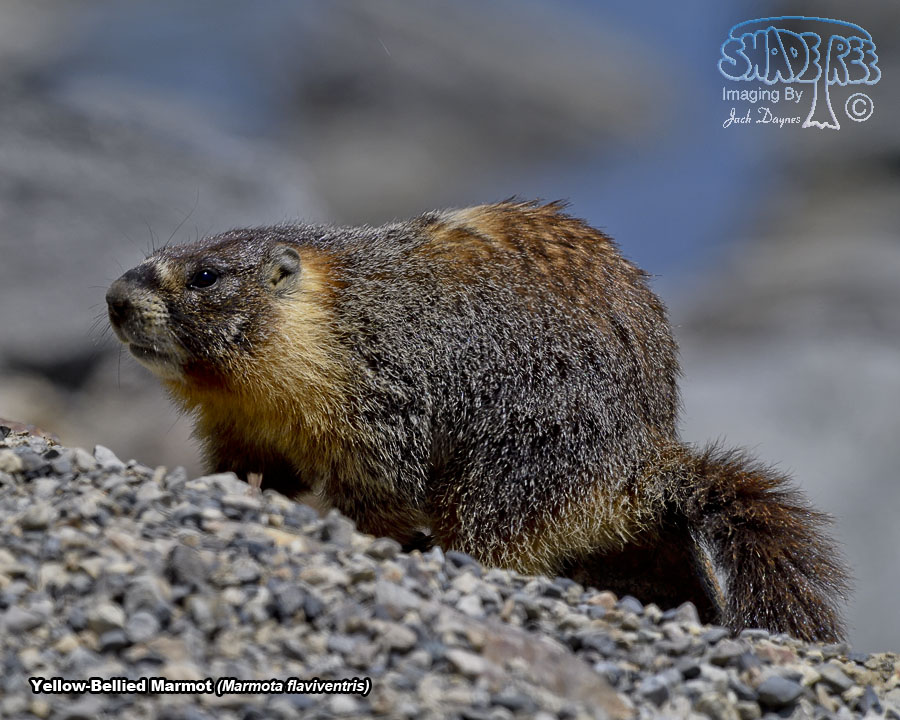 Yellow-Bellied Marmot - Marmota flaviventris