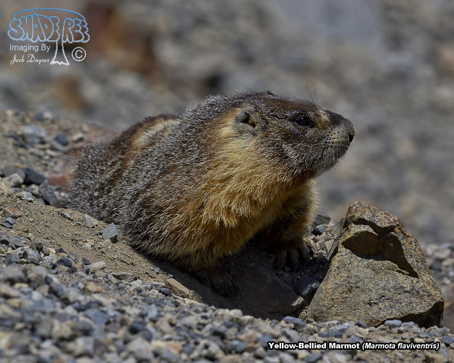Yellow-Bellied Marmot - Marmota flaviventris