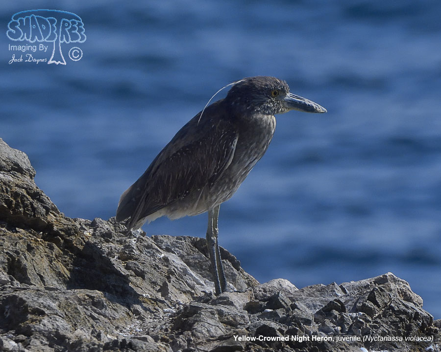 Yellow-Crowned Night Heron - Nyctanassa violacea