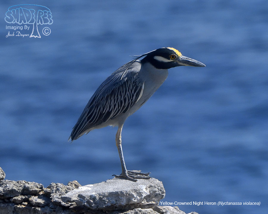 Yellow-Crowned Night Heron - Nyctanassa violacea
