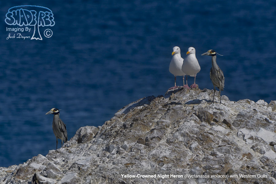 Yellow-Crowned Night Heron - Nyctanassa violacea