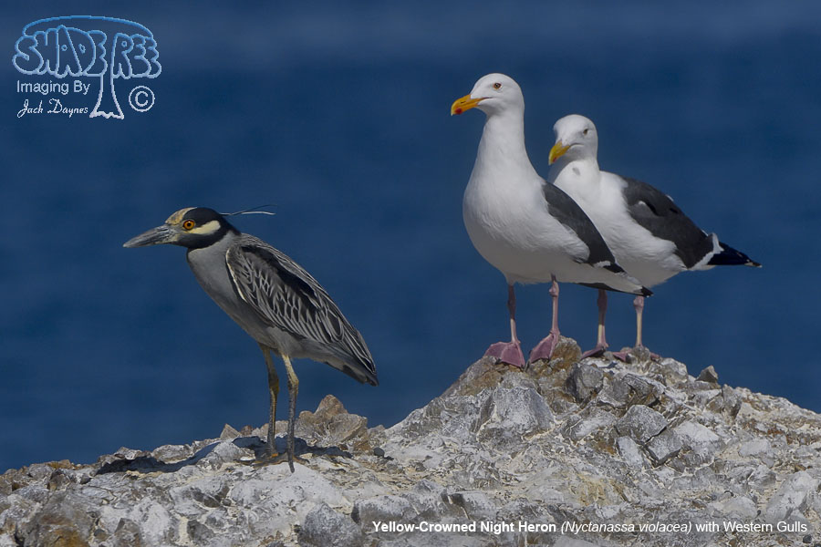 Yellow-Crowned Night Heron - Nyctanassa violacea