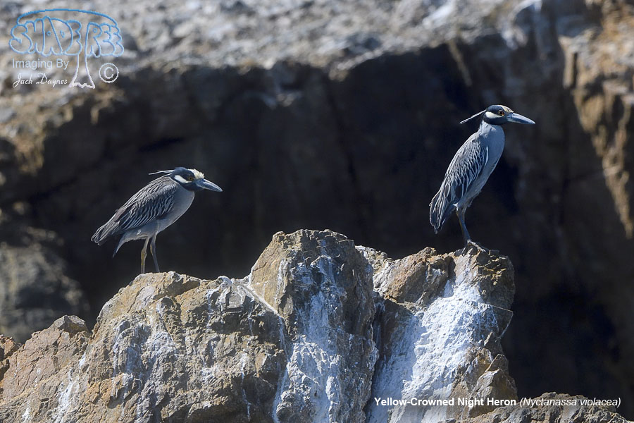 Yellow-Crowned Night Heron - Nyctanassa violacea