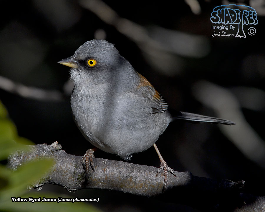 Yellow-Eyed Junco - Junco phaeonotus