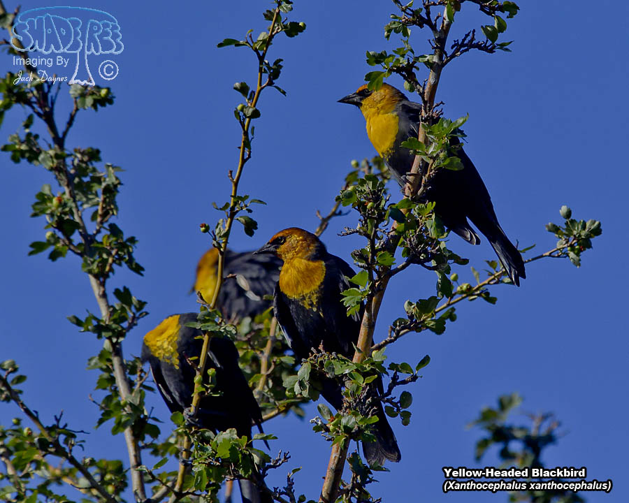 Yellow-Headed Blackbird - Xanthocephalus xanthocephalus