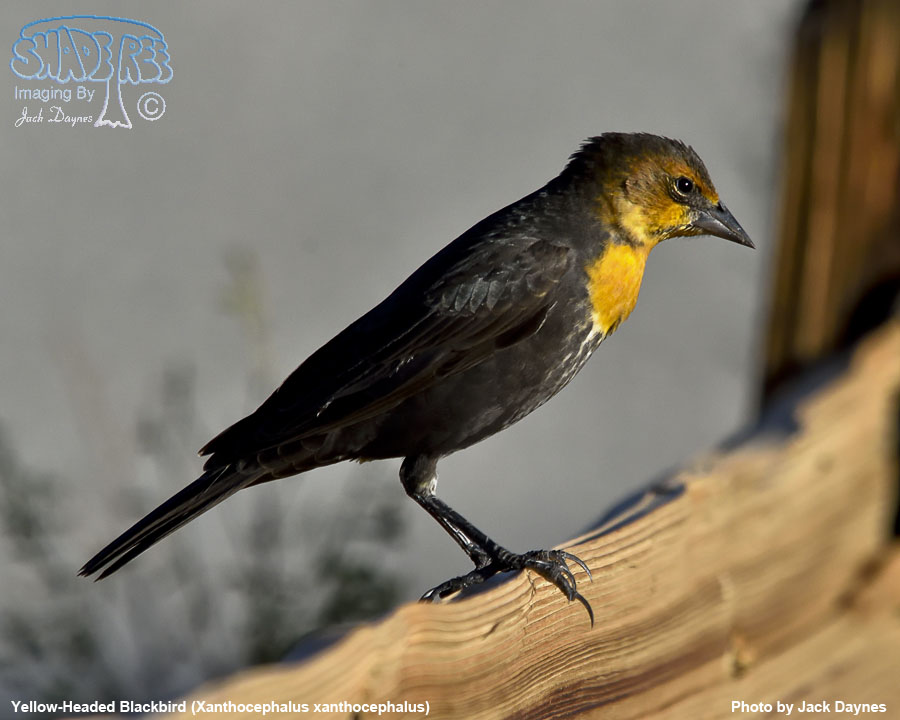 Yellow-Headed Blackbird - Xanthocephalus xanthocephalus