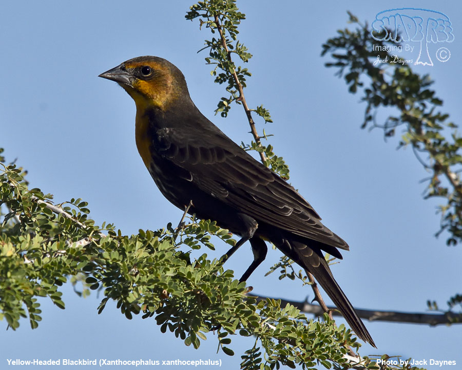 Yellow-Headed Blackbird - Xanthocephalus xanthocephalus