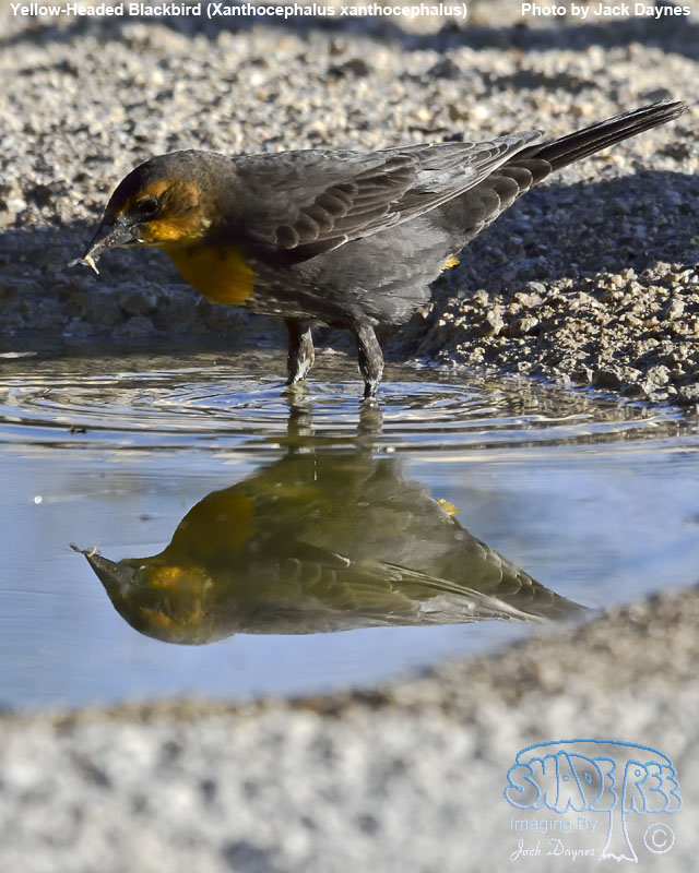 Yellow-Headed Blackbird - Xanthocephalus xanthocephalus