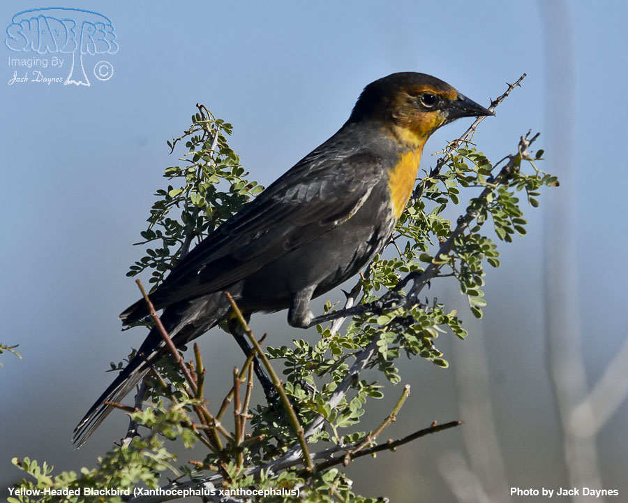 Yellow-Headed Blackbird - Xanthocephalus xanthocephalus