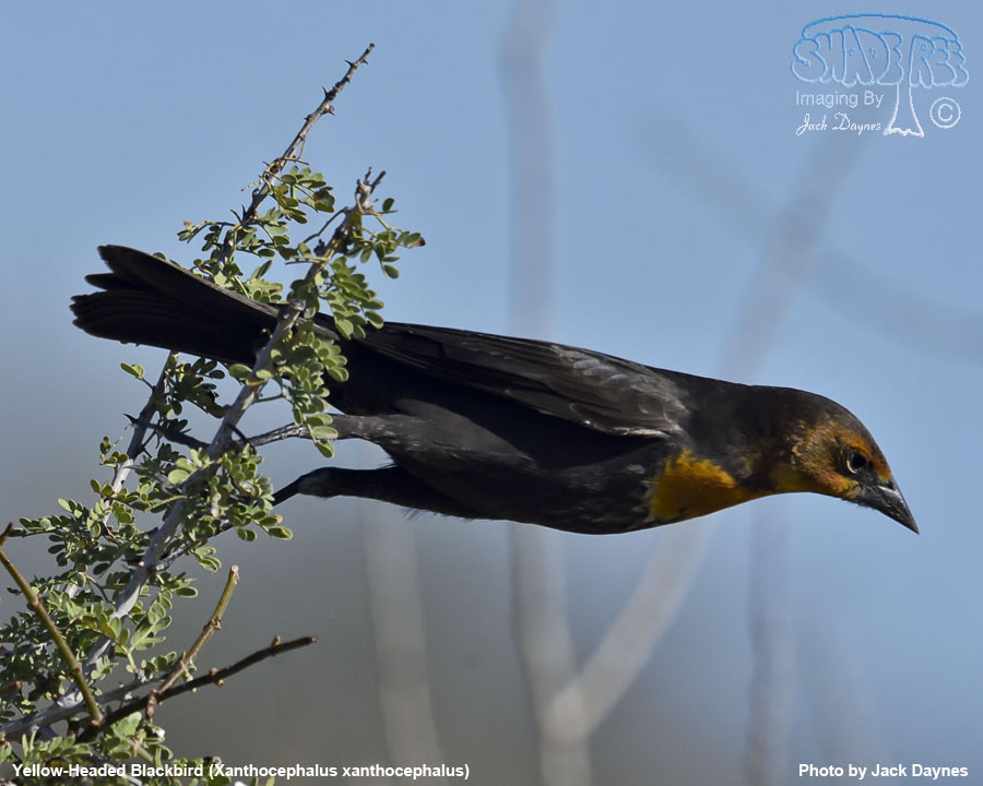 Yellow-Headed Blackbird - Xanthocephalus xanthocephalus