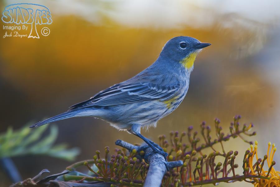 Yellow-Rumped Warbler - Setophaga coronata auduboni