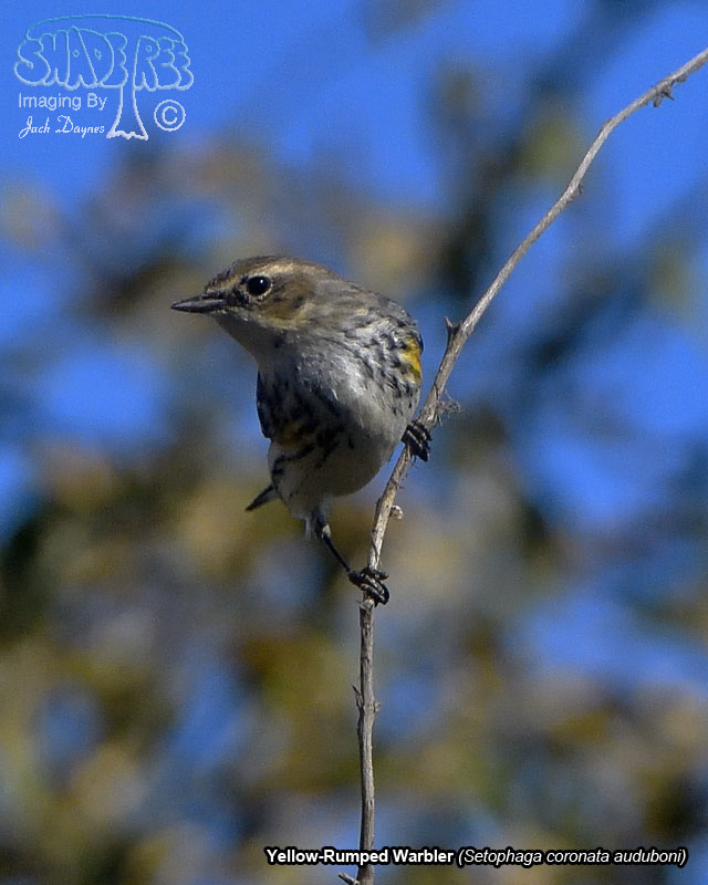 Yellow-Rumped Warbler - Setophaga coronata auduboni