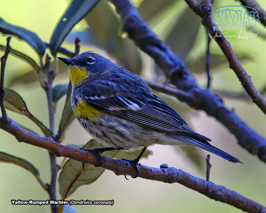 Yellow-Rumped Warbler - Setophaga coronata auduboni