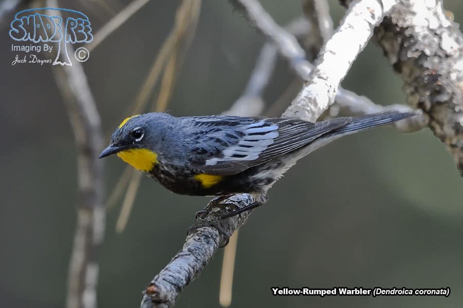Yellow-Rumped Warbler - Dendroica coronata