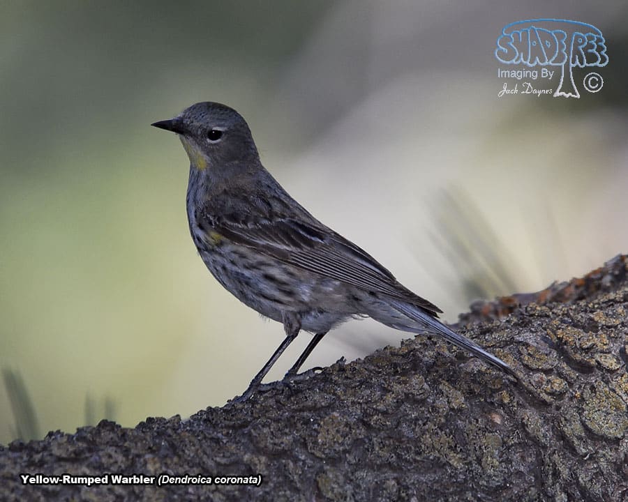 Yellow-Rumped Warbler - Dendroica coronata