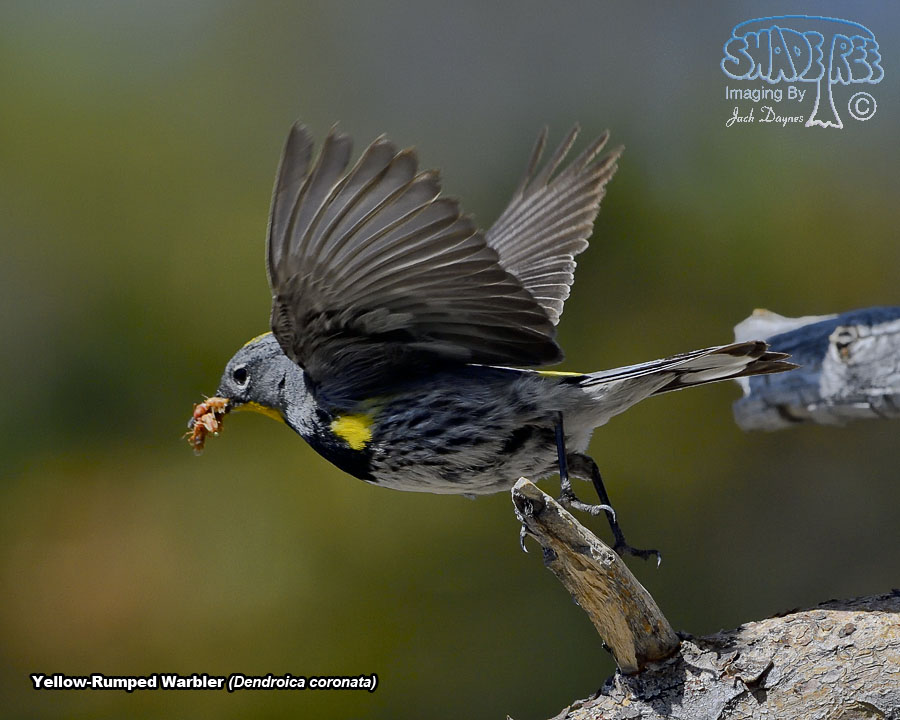 Yellow-Rumped Warbler - Setophaga coronata auduboni
