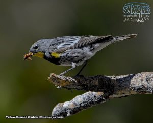 2017-07-12 Sonora Pass And Beyond
