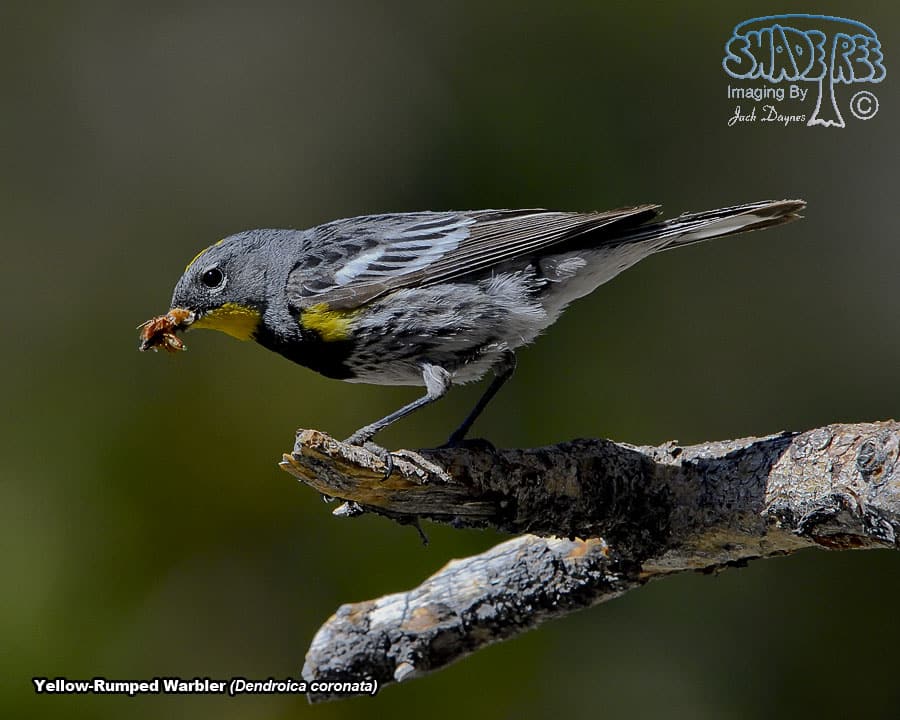 Yellow-Rumped Warbler - Dendroica coronata