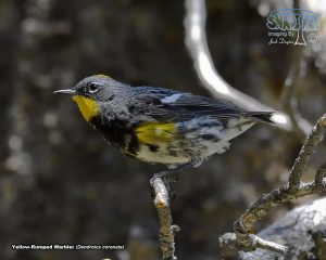 2017-07-15 Tioga Pass And “Common” Birds