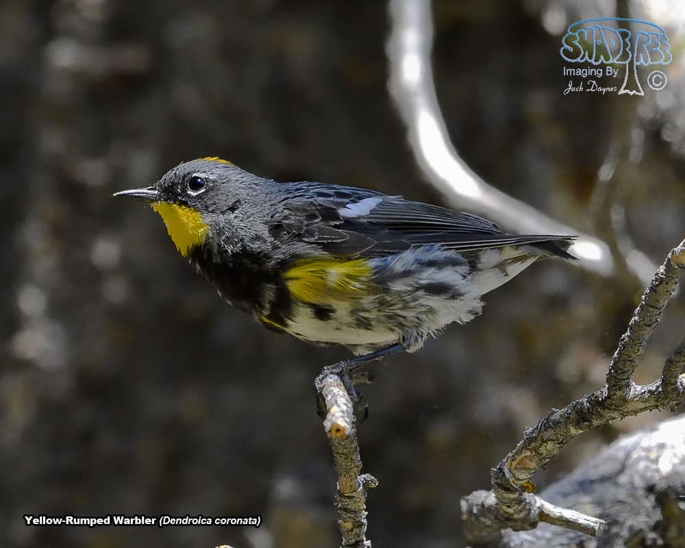 Yellow-Rumped Warbler - Dendroica coronata