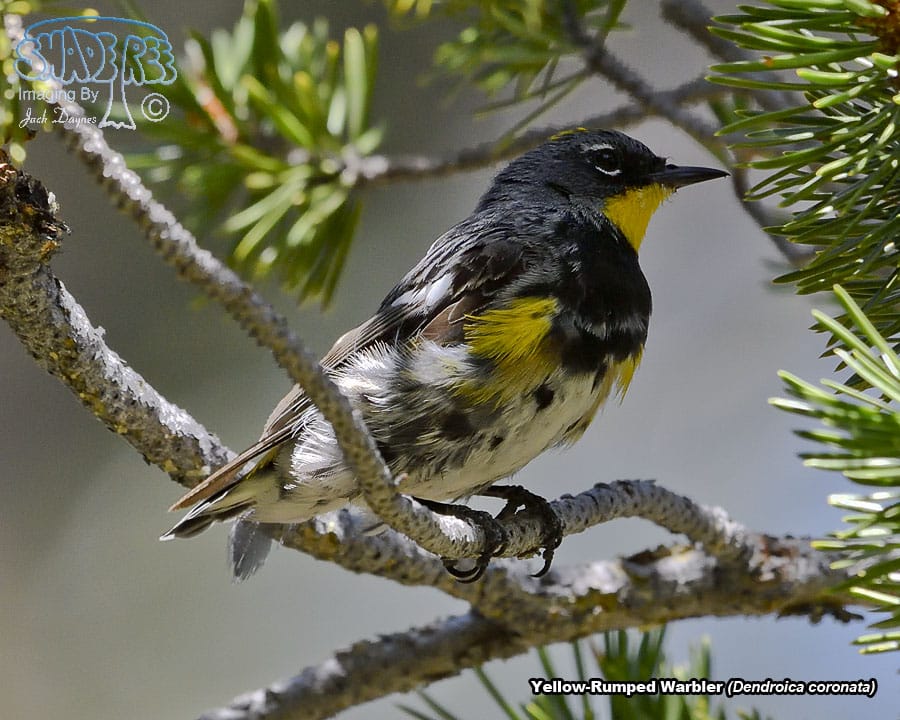 Yellow-Rumped Warbler - Dendroica coronata