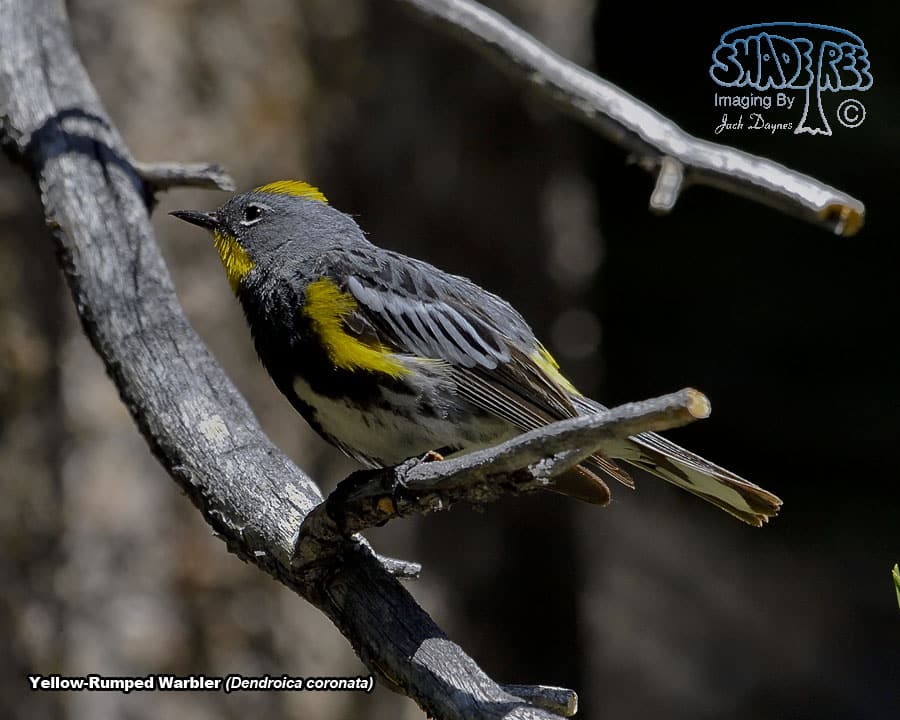 Yellow-Rumped Warbler - Dendroica coronata