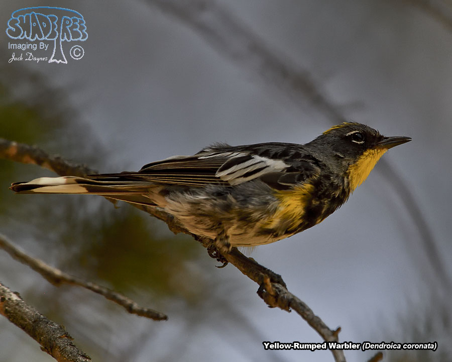 Yellow-Rumped Warbler - Setophaga coronata auduboni