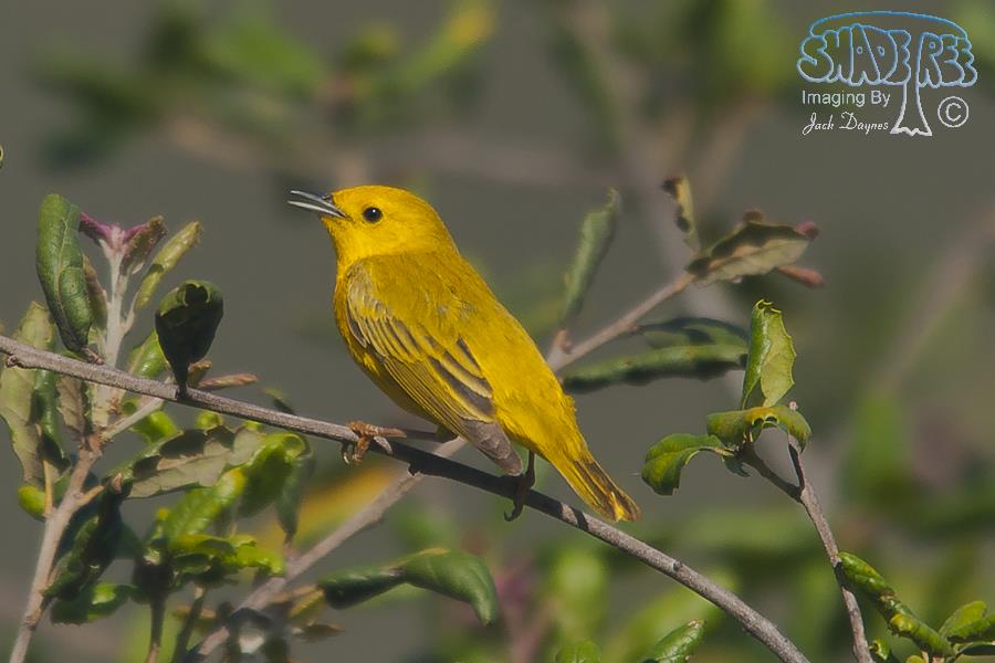 American Yellow Warbler - Setophaga petechia