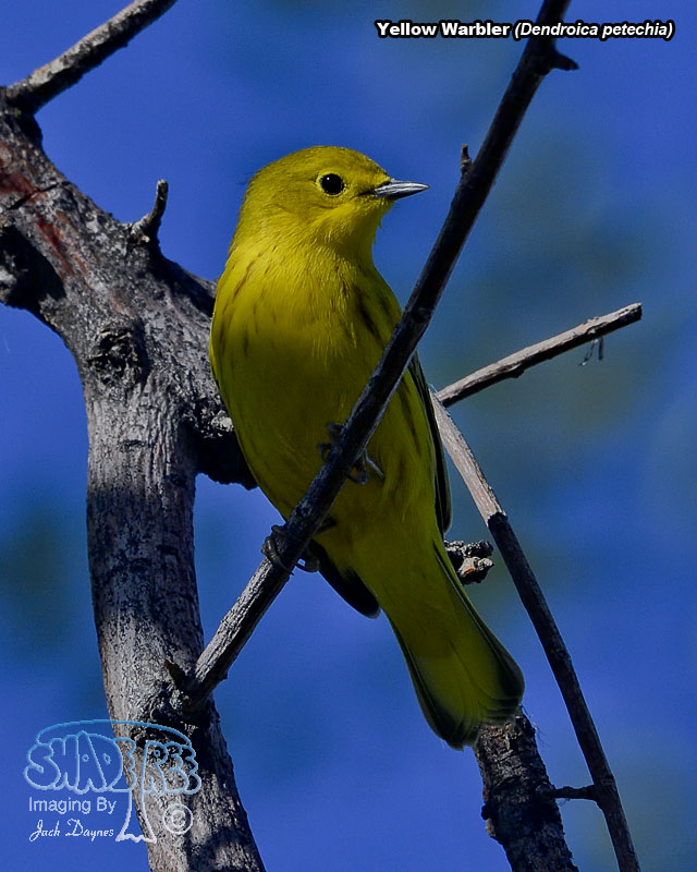 Yellow Warbler - Dendroica petechia
