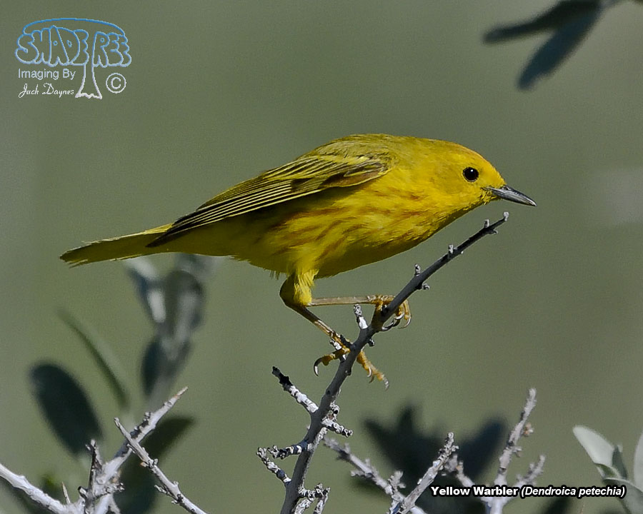 American Yellow Warbler - Setophaga petechia
