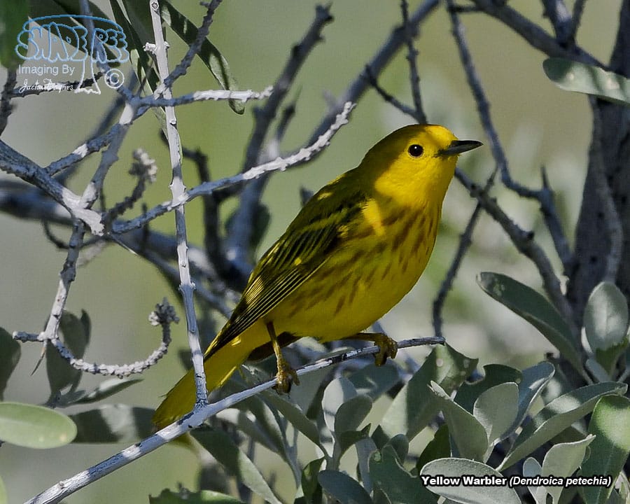 Yellow Warbler - Dendroica petechia