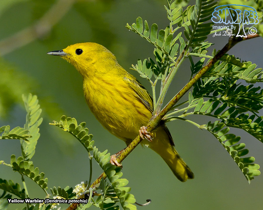 American Yellow Warbler - Setophaga petechia