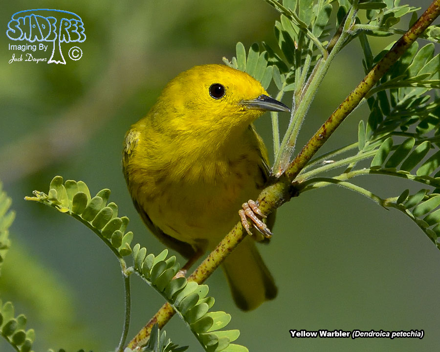 American Yellow Warbler - Setophaga petechia