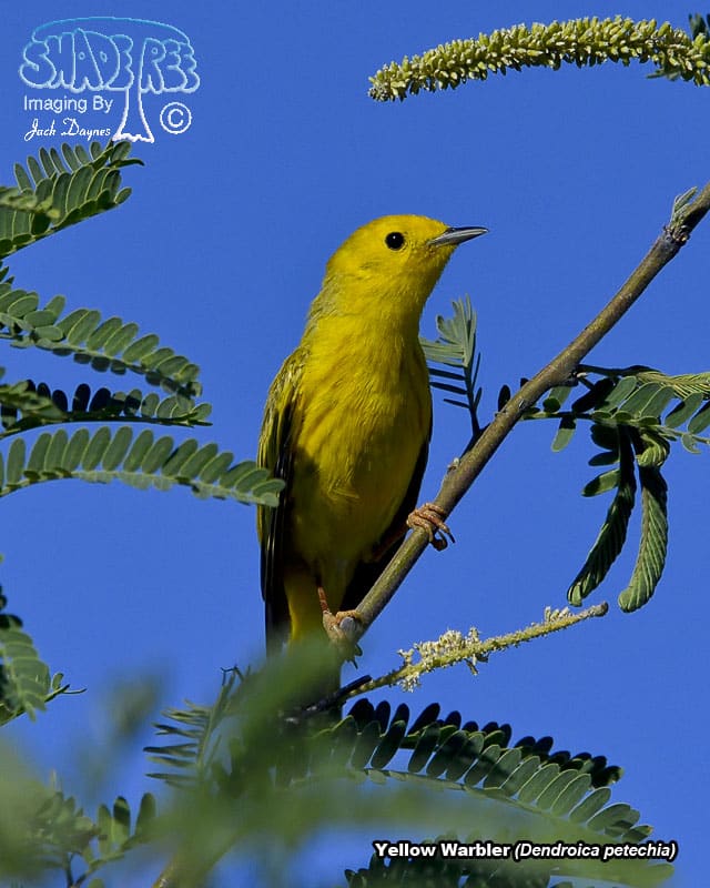 Yellow Warbler - Setophaga petechia