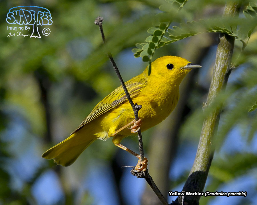 American Yellow Warbler - Setophaga petechia