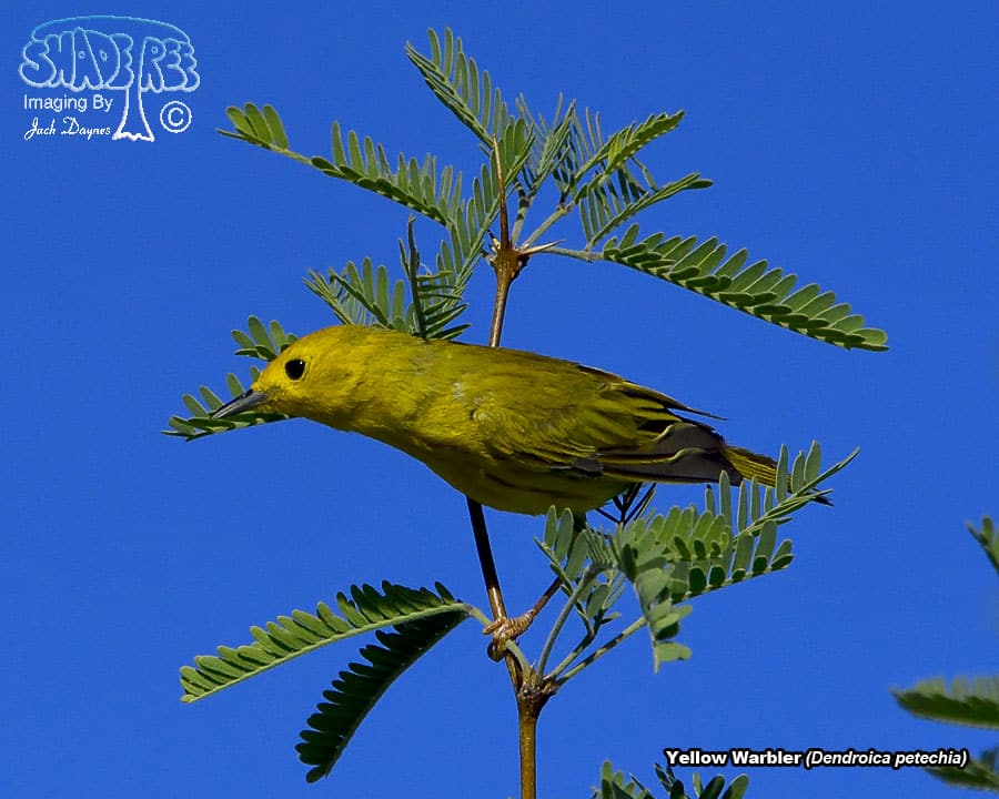 Yellow Warbler - Dendroica petechia