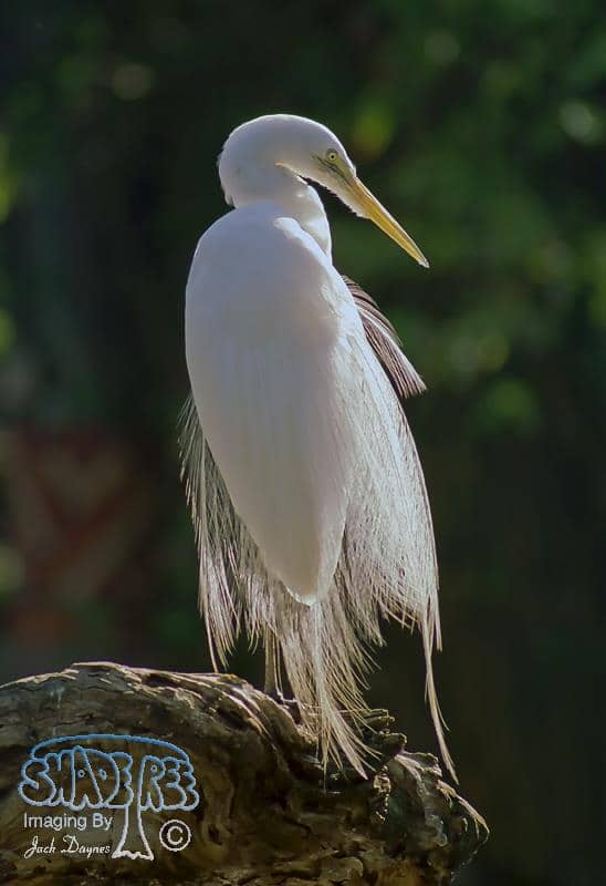 Great Egret - Ardea alba