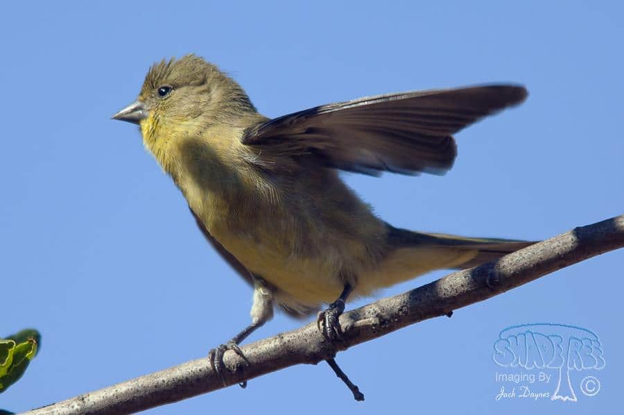 Lesser Goldfinch - Spinus psaltria