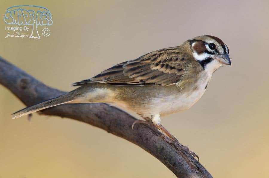 Lark Sparrow - Passer domesticus