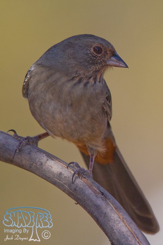 California Towhee - Melozone crissalis