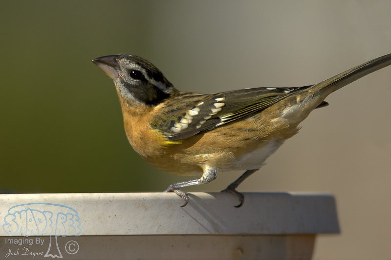 Black-Headed Grosbeak - Pheucticus melanocephalus