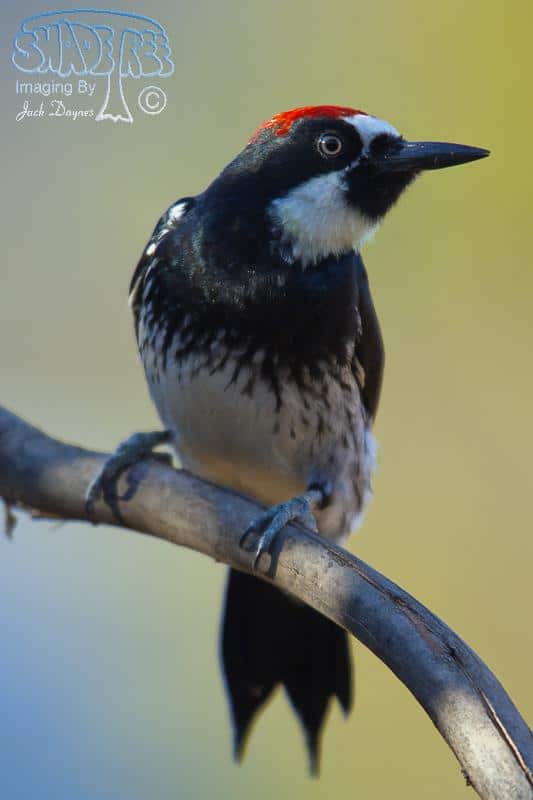 Acorn Woodpecker - Melanerpes formicivorus