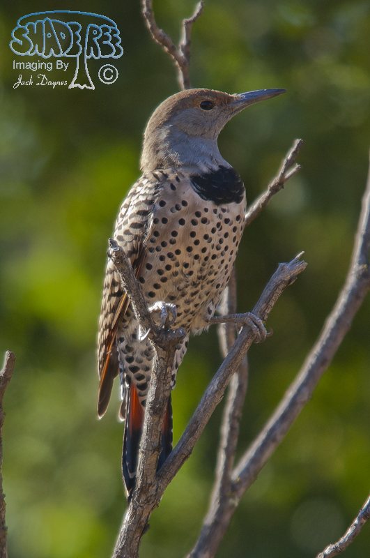 Northern Flicker - Colaptes auratus