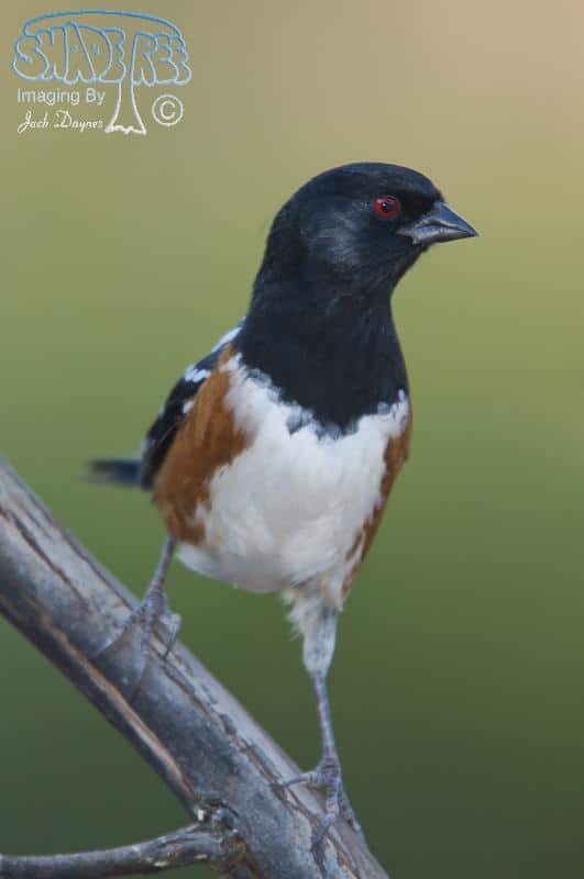 Spotted Towhee - Pipilo maculatus