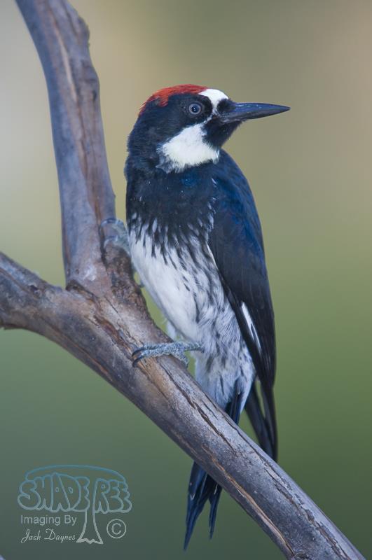 Acorn Woodpecker - Melanerpes formicivorus