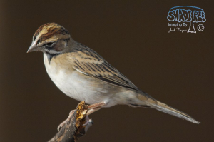 Updates To The “Sparrow” Galleries
