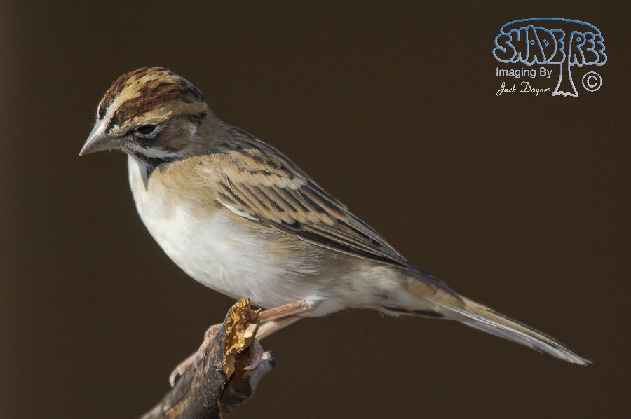 Lark Sparrow - Chondestes grammacus